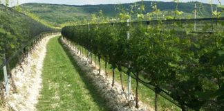 Uva de vino, Arrigoni piensa en el futuro con nuevas soluciones para la protección frente a los  cambios climáticos  
